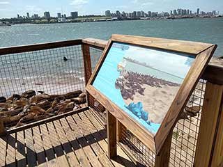 lobos marinos mar del plata