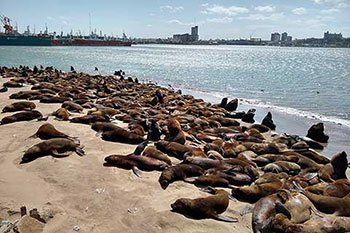 reserva lobos marinos