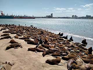 reserva lobos marinos mar del plata